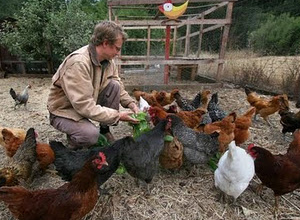 Domesticar gallinas parte 2