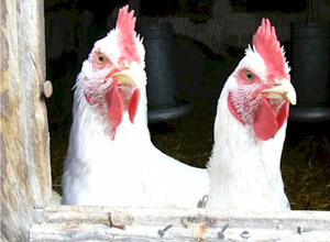 enfermedades-gallinas