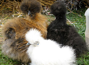 Gallinas Bantam