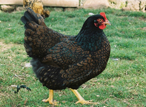 Gallinas Barnevelder