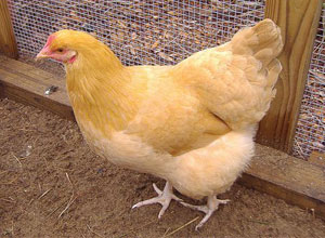 Gallinas Buff Orpington