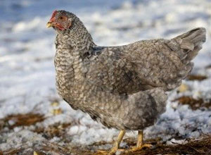 Cuidados de las gallinas
