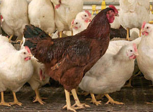 Gallinas híbridas