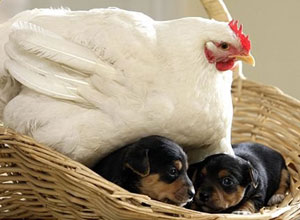 Gallinas en invierno
