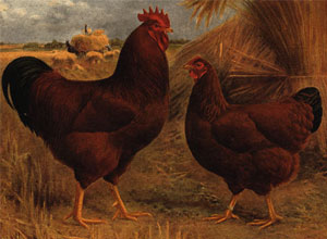 Gallinas Rhode Island