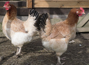 Gallinas Wheaten Maran