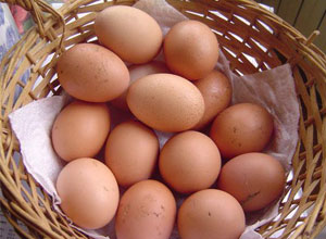 Producción de huevos caseros en gallinas ponedoras