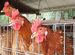 Jaulas para gallinas y conejos
