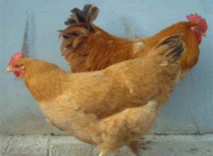 Jerarquía en el gallinero