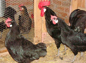 Parasitos gallinas en nuestro gallinero
