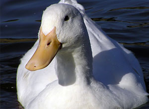Pato Berbería