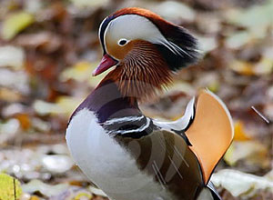 Pato Mandarina