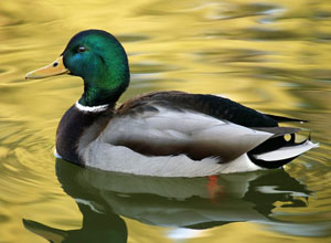 Pato de Pekín