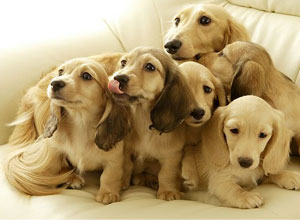 Pienso para la alimentación de nuestros cachorros